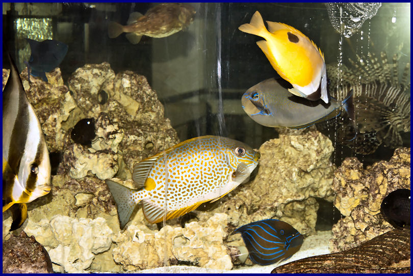 Aquarium Bünten Aachen Seewasseraquaristik Erfahrung seit mehr als 40
