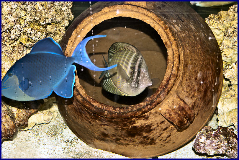 Aquarium Bünten Aachen Seewasseraquaristik Erfahrung seit mehr als 40